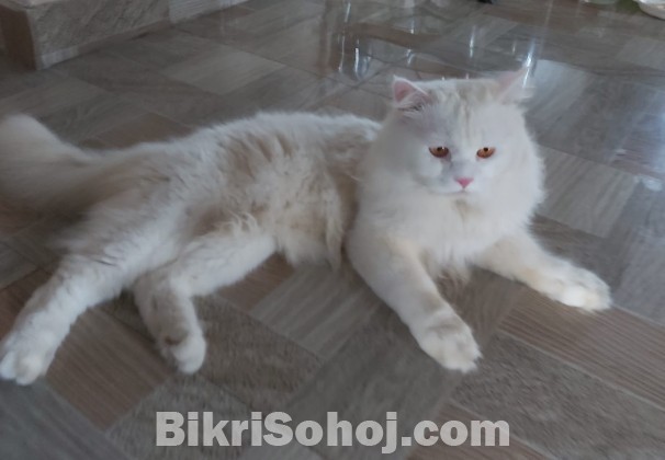 Persian purebredd and mixbreed